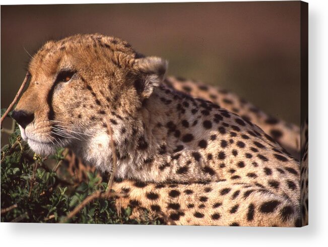 Cheetah Acrylic Print featuring the photograph Cheetah Looking for Prey by Russel Considine