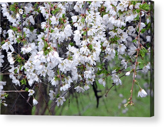  Acrylic Print featuring the photograph Cherry blossom 3 by Harsh Malik