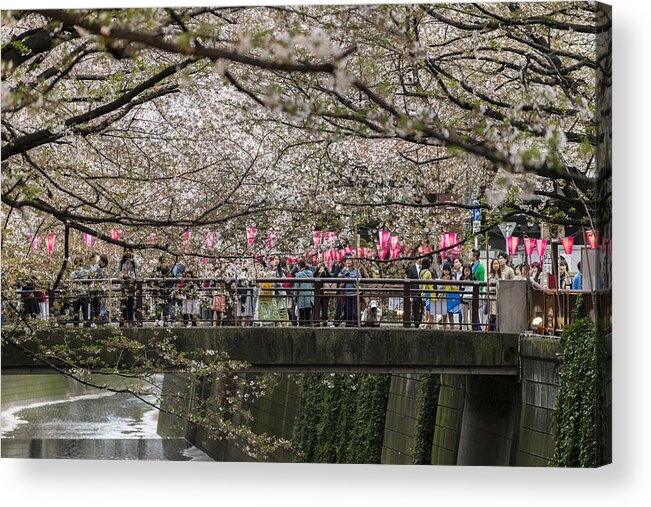 Cool Attitude Acrylic Print featuring the photograph Cherry Blossom season at Nakameguro, Tokyo, Japan by Mauro_Repossini