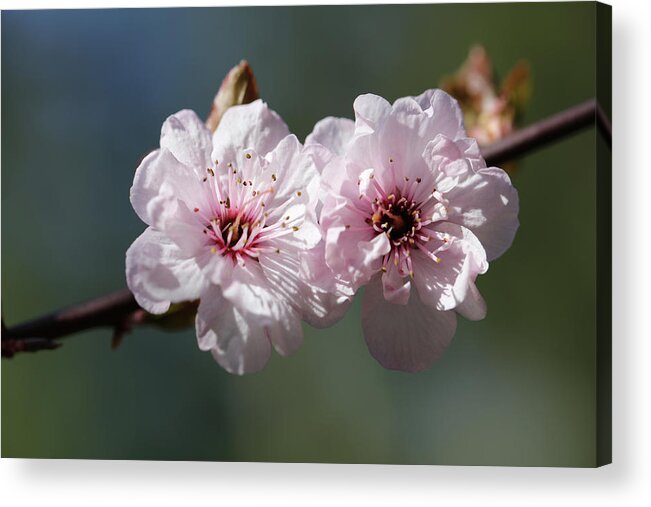 Plum Extract Acrylic Print featuring the photograph Cherry Blossoms by Tammy Pool