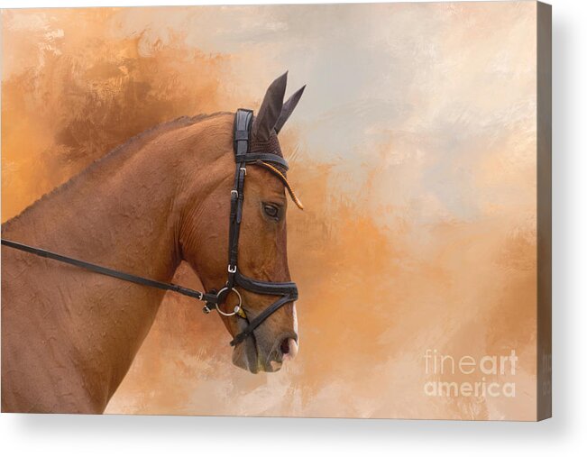 Dressage Acrylic Print featuring the mixed media Chestnut Dressage Horse 01 by Elisabeth Lucas