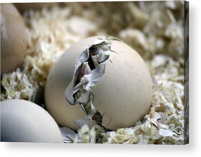 Animal Themes Acrylic Print featuring the photograph Chick hatching from an Egg by Image by Ruben Moreno Montoliu