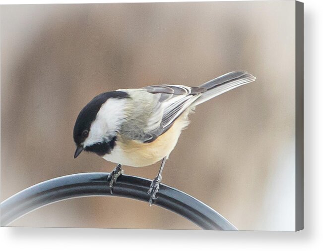 2019 Acrylic Print featuring the photograph Chickadee 1 by Gerri Bigler