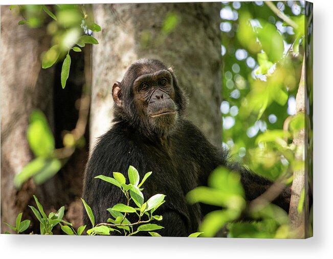 Monkeys Acrylic Print featuring the photograph Chimp by Nicholas Phillipson