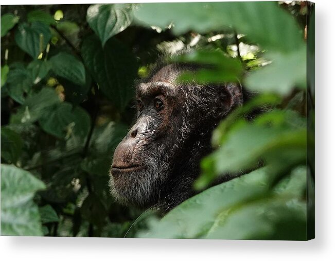 Chimpanzee Acrylic Print featuring the photograph Chimpanzee in Virunga by Melihat Veysal