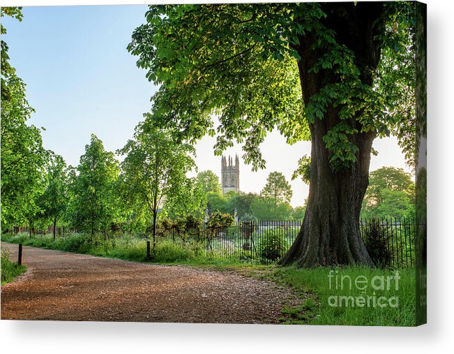 Oxford Acrylic Print featuring the photograph Christ Church Meadow Walk in May by Tim Gainey