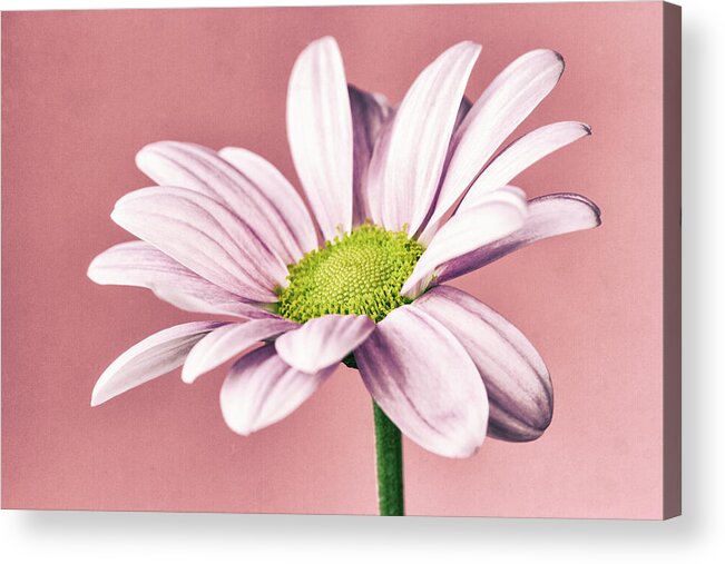 Flower Acrylic Print featuring the photograph Chrysanthemum Retro 3 by Tanya C Smith