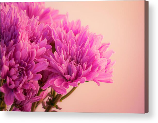 Chrysanthemum Acrylic Print featuring the photograph Chrysanthemums Bold and Beautiful 7 by Lindsay Thomson