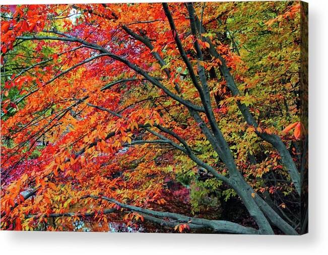 Autumn Acrylic Print featuring the photograph Flickering Foliage by Jessica Jenney