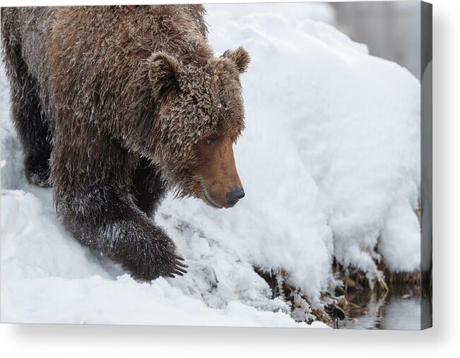 Canada Acrylic Print featuring the photograph Claws under a fur coat by Murray Rudd
