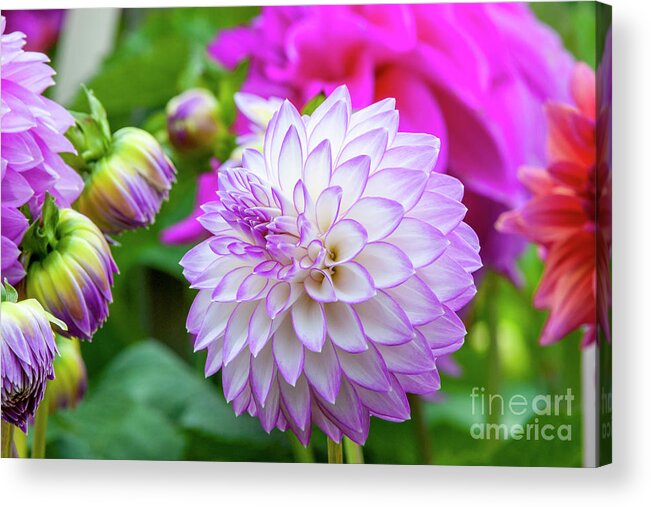Clearview David Dahlia Acrylic Print featuring the photograph Clearview David Dahlia, 22-1 by Glenn Franco Simmons