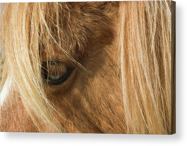 United Kingdom Acrylic Print featuring the photograph Close up of Dartmoor Pony's Eye by Richard Donovan