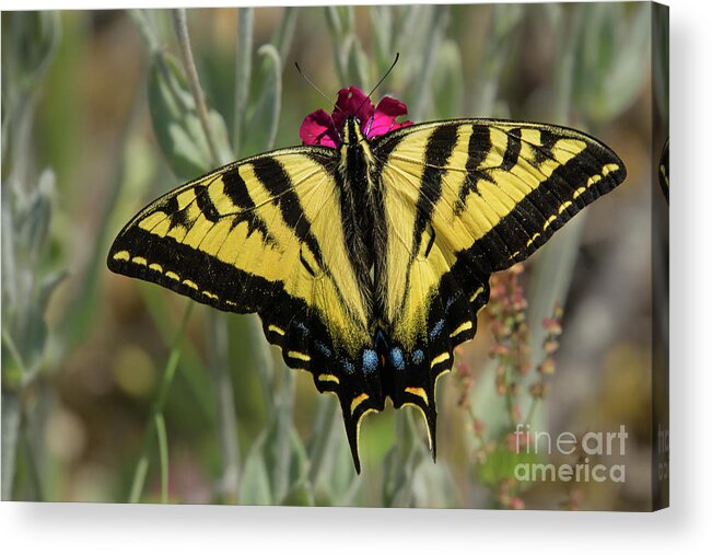 Lepidoptera Acrylic Print featuring the photograph Close-up Western Tiger Swallowtail by Nancy Gleason
