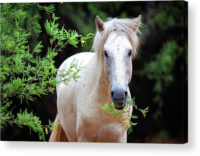 Horse Acrylic Print featuring the photograph Closeup Beautiful White Wild Horse by Good Focused