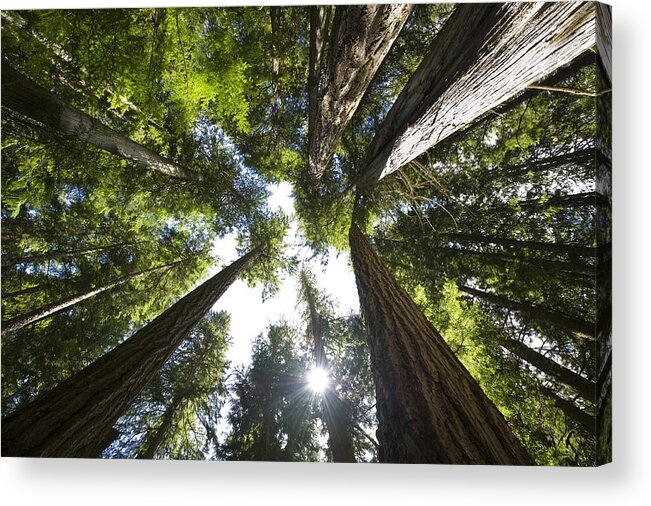 Cedar Tree Acrylic Print featuring the photograph Coastal Temperate Rain Forest by stockstudioX