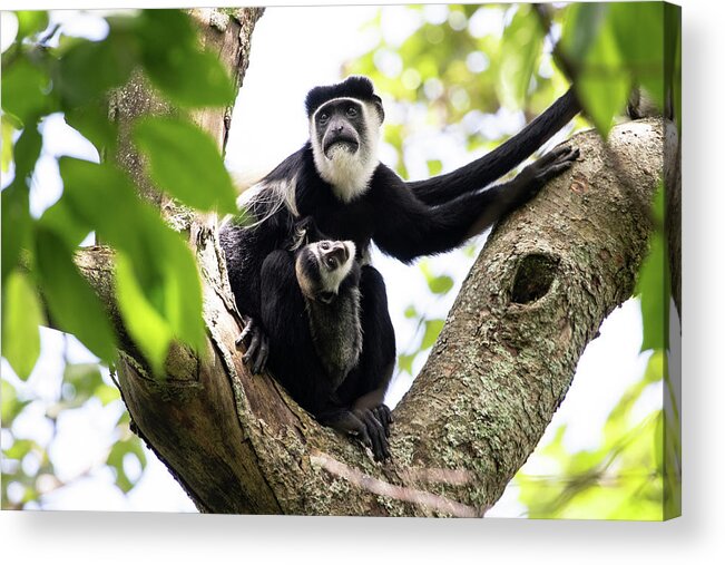  Acrylic Print featuring the photograph Colobus Monkey by Nicholas Phillipson
