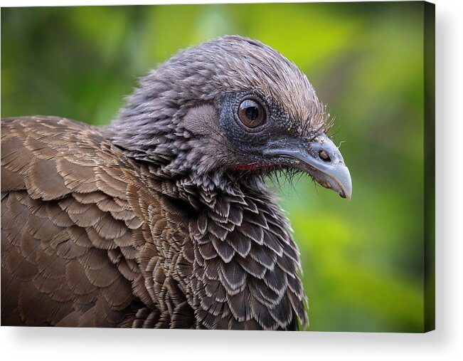 Colombia Acrylic Print featuring the photograph Colombian Chachalaca Qawana Ibague Tolima Colombia by Adam Rainoff