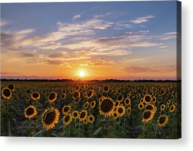 Sunset Acrylic Print featuring the photograph Colorado Sunflower Field at Sunset by Phillip Rubino