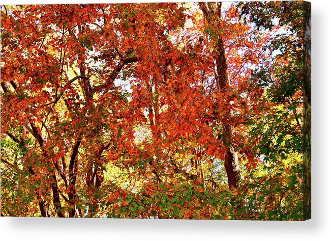 Autumns Acrylic Print featuring the photograph Colorful Autumn Leaves 3 High Resolution XL by Katy Hawk
