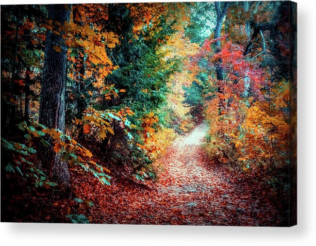 Foliage Acrylic Print featuring the photograph Colorful Autumn path in the woods by Lilia S