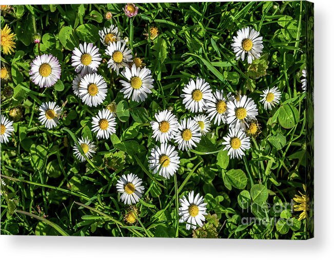 Background Acrylic Print featuring the photograph Colorful Flower Meadow With Blossoms of Dandelion And Daisies by Andreas Berthold