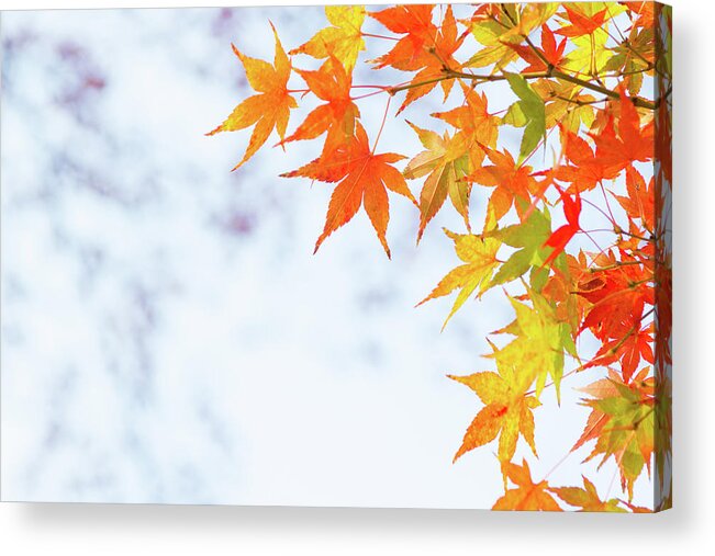 Acer Acrylic Print featuring the photograph Colorful maple leaves on branch in autumn / fall by Viktor Wallon-Hars