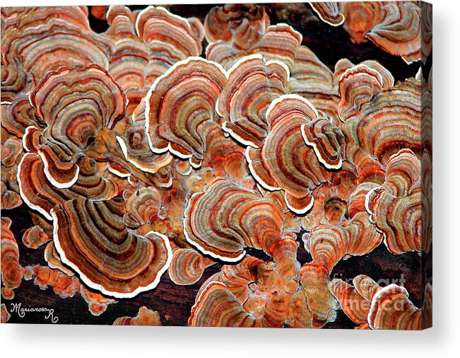 Nature Acrylic Print featuring the photograph Colorful Tree Fungus by Mariarosa Rockefeller