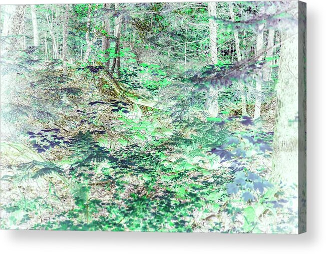 Trees Acrylic Print featuring the photograph Shades of Green Woodlands by Missy Joy