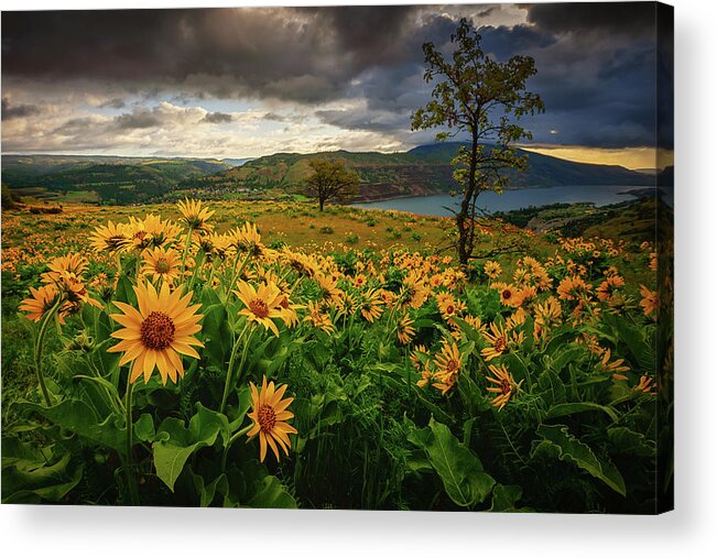 Rowena Crest Acrylic Print featuring the photograph Columbia Gorge Blooms by Dan Mihai