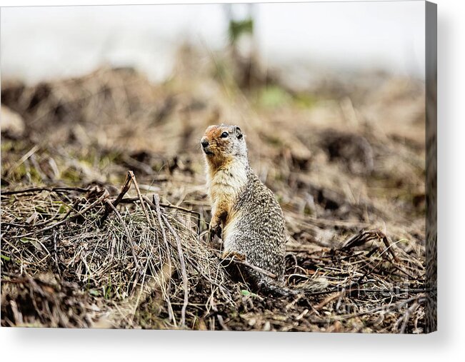 Squirrel Acrylic Print featuring the photograph Columbian Ground Squirrel by Scott Pellegrin