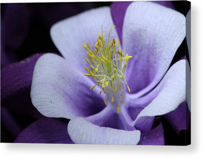 Macro Acrylic Print featuring the photograph Columbine 764 by Julie Powell