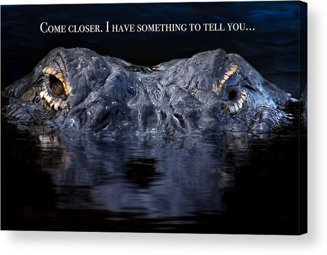 Alligator Acrylic Print featuring the photograph Come Closer Alligator Greeting by Mark Andrew Thomas