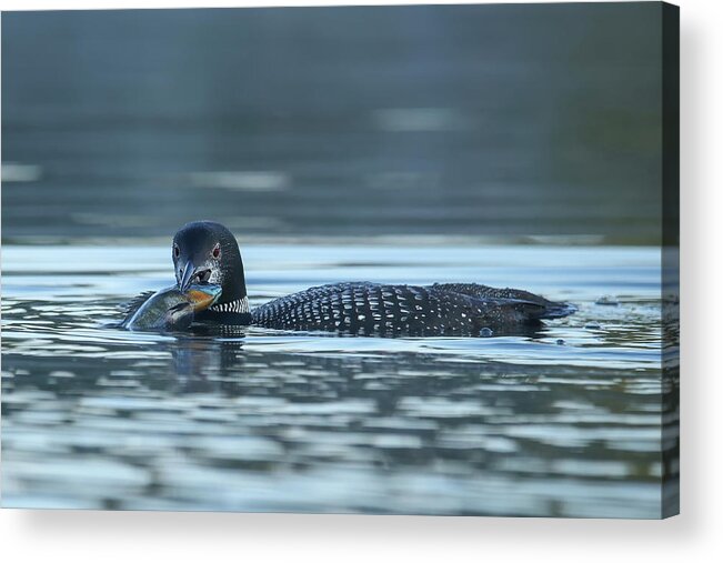 Common Loon Acrylic Print featuring the photograph Common Loon by Brook Burling