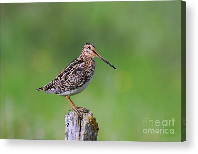 Common Snipe Acrylic Print featuring the photograph Common Snipe by Arterra Picture Library