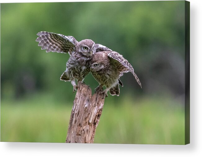 Little Owl Acrylic Print featuring the photograph Competition by Mark Hunter