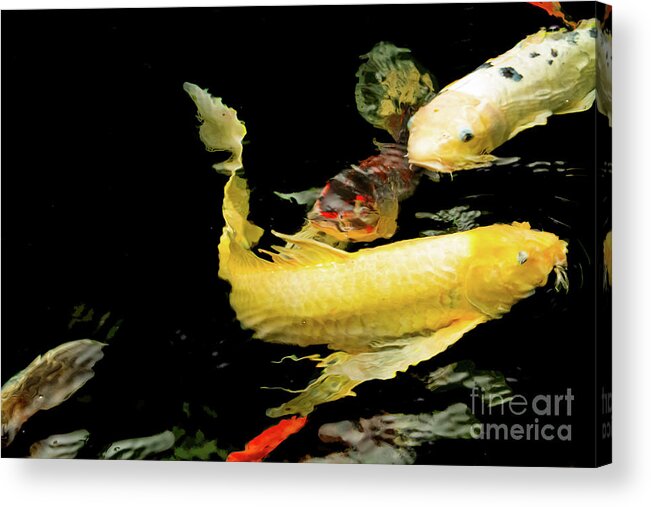 Fish Acrylic Print featuring the photograph Congregation by Marilyn Cornwell