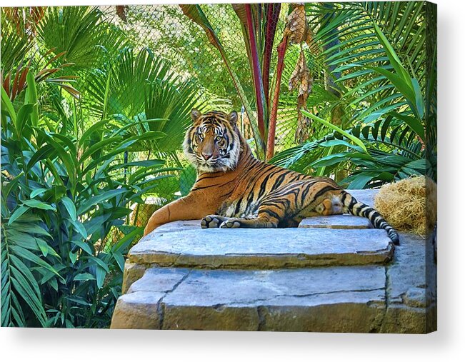 Tiger Acrylic Print featuring the photograph Conrad, Sumatran Tiger - Panthera tigris sumatrae by Kenneth Roberts