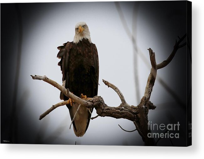 Eagles Acrylic Print featuring the photograph Contemplating by Veronica Batterson