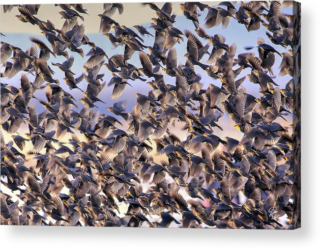 Birds Acrylic Print featuring the photograph Controled Chaos by Robert Harris