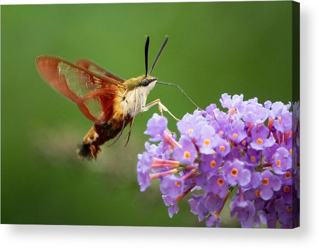 Hummingbird Moth Acrylic Print featuring the photograph Cool Creature by Linda Bonaccorsi