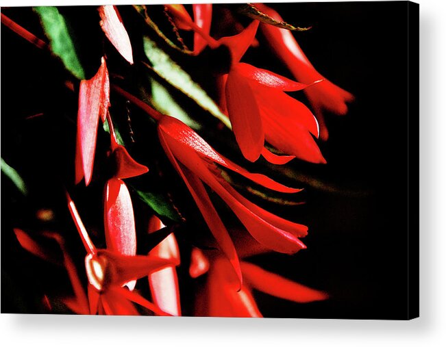 Floral Acrylic Print featuring the photograph Coral Beauty by Simone Hester