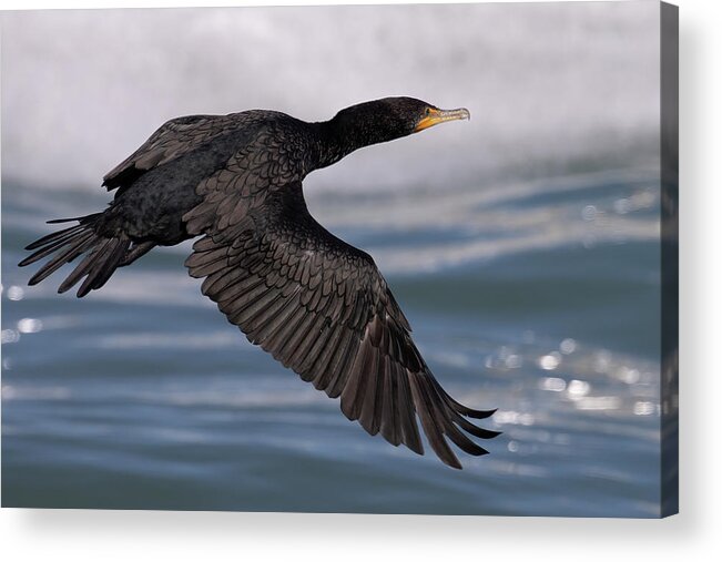 Birds Acrylic Print featuring the photograph Cormorant's Glistening Glide by RD Allen