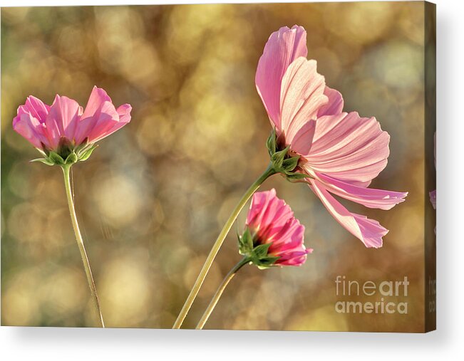 Nag006259 Acrylic Print featuring the photograph Cosmos Flower by Edmund Nagele FRPS