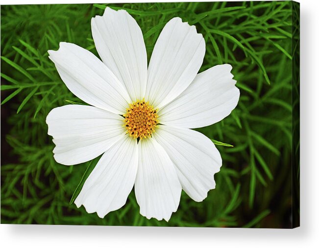 Cosmos Flower Acrylic Print featuring the photograph Cosmos White by Terence Davis