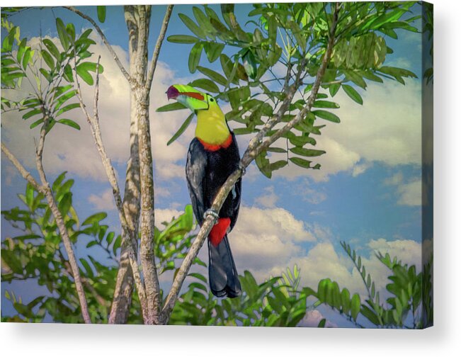  Acrylic Print featuring the photograph Costa Rica Color by Marcy Wielfaert