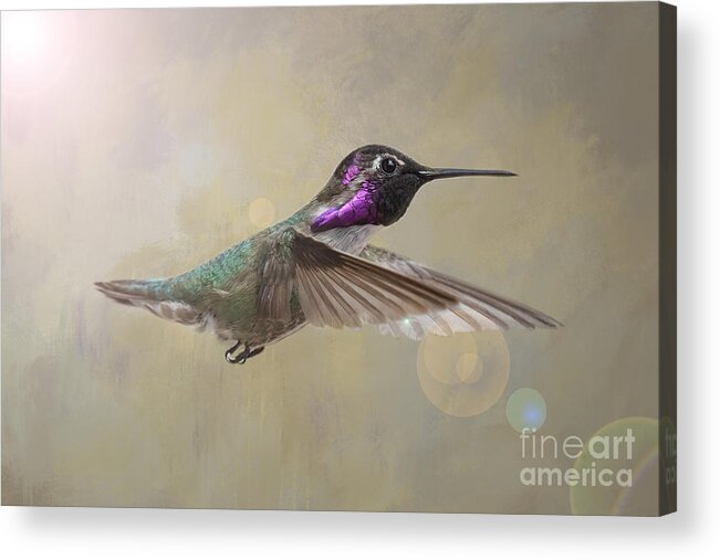 Hummingbird Acrylic Print featuring the photograph Costa's Hummingbird in Flight by Lisa Manifold
