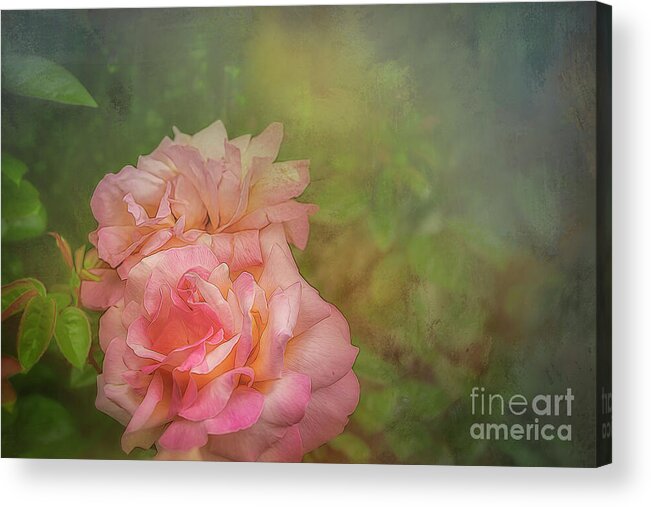Rose Acrylic Print featuring the photograph Country Roses by Shelia Hunt