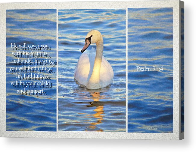 Swan Acrylic Print featuring the photograph Covering You With His Feathers by Ola Allen