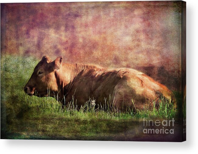 Animal Acrylic Print featuring the photograph Cow chewing the Cud by Yvonne Johnstone