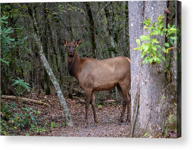 Great Smoky Mountains National Park Acrylic Print featuring the photograph Cow Elk in the GSMNP by Robert J Wagner